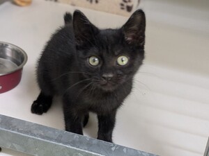 Adopter BABOU