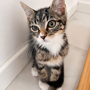 Adopter Chaussette