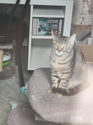 Adopter Alba