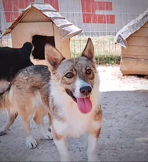 Adopter Tommy