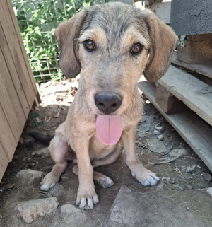 Adopter Ianis