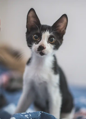 Adopter Budy