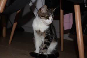 Adopter Boulette