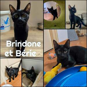 Adopter BERIE et BRINDONE