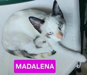 Adopter Madalena  