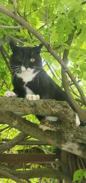 Adopter Domino