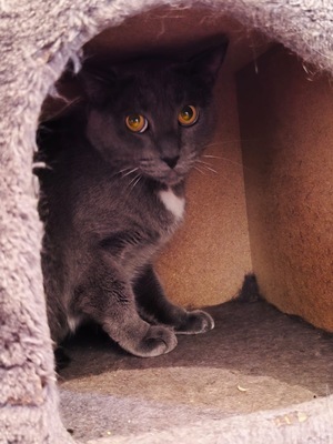 Adopter Pacha