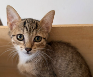 Adopter GAUFRETTE 