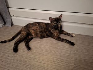 Adopter Aquarelle