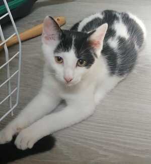 Adopter BICHETTE