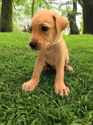 Adopter Ripley