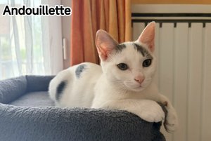 Adopter Andouillette