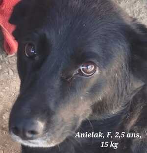 Adopter ANIELKA