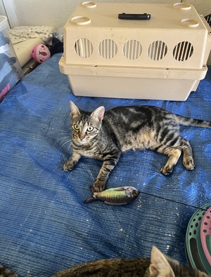 Adopter Nola
