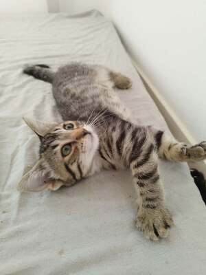 Adopter Pixel