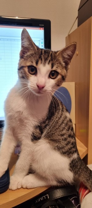 Adopter Brise
