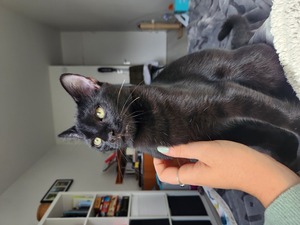 Adopter Salem
