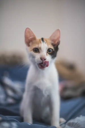 Adopter Baya