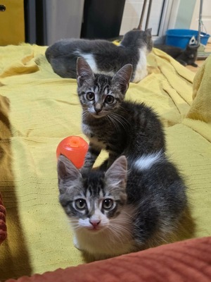 Adopter Bonnie & Bianca