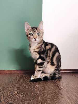 Adopter Boulie