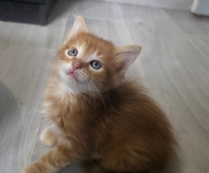 Adopter *ED*