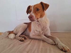 Adopter Pipo