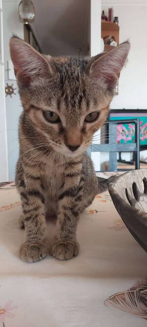 Adopter Bella