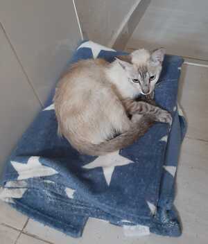 Adopter Luna