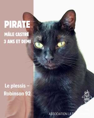 Adopter Pirate