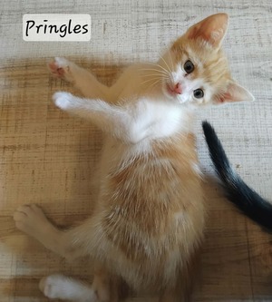 Adopter Pringles