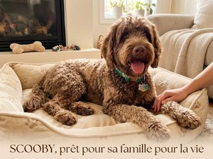 Adopter Scooby