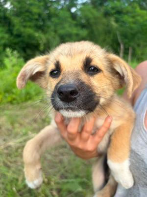 Adopter RUBY