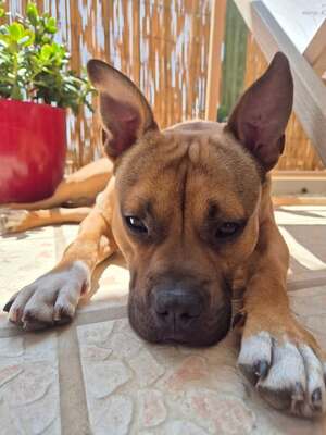 Adopter Oden