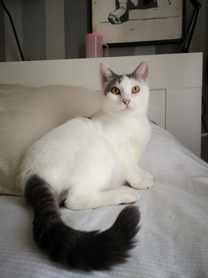 Adopter Tofort