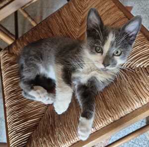 Adopter SNOOPY