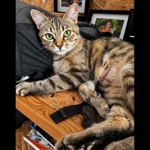 Adopter FIDJI
