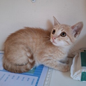 Adopter Bidule