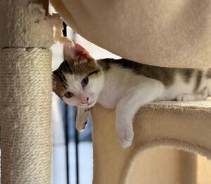 Adopter COOKIE