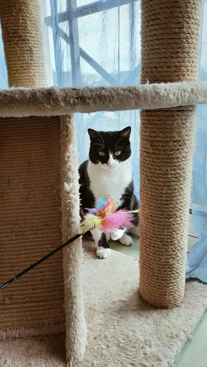 Adopter Mutty