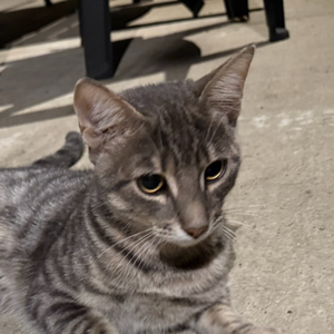 Adopter Léo