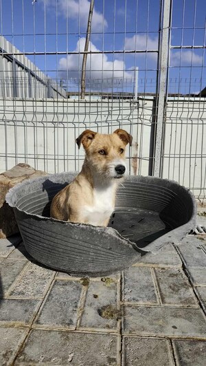 Adopter Aria