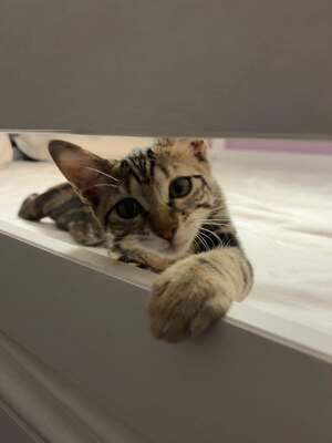 Adopter Bulle