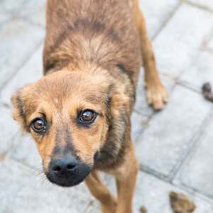 Adopter Babou