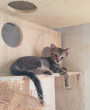 Adopter Bonbon