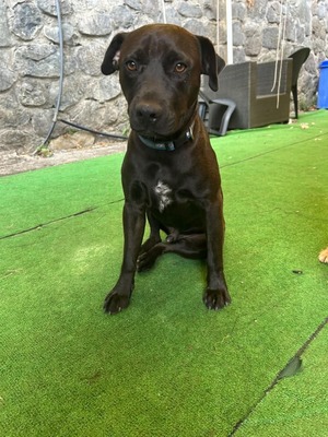Adopter Mowgli
