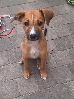 Adopter Zola