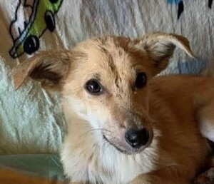 Adopter Illio