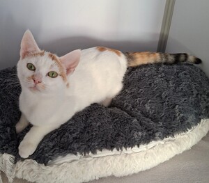 Adopter BERMUDE