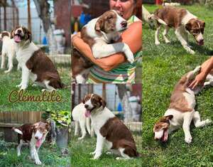 Adopter CLEMATITE