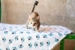 Adopter LIA